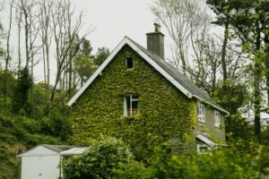 Beautiful ivy-covered cottage nestled in lush greenery, located in Aberdyfi, Wales.